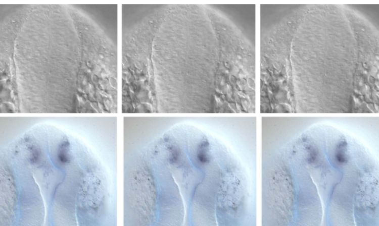 a collage of images of a cell
